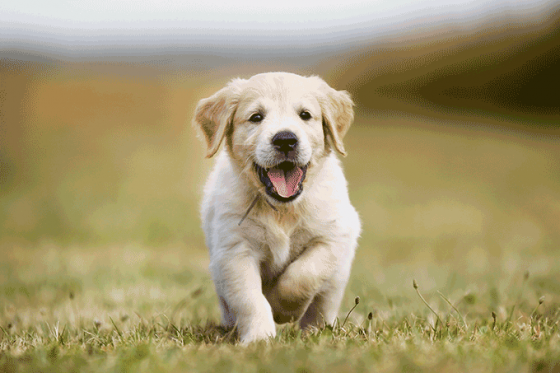 filhote-cachorro.png