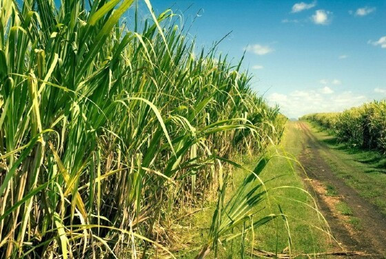 Plantação cana de açucar.jpg