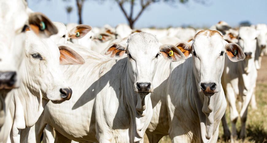 Juíza proíbe Estado de cobrar Fethab na transferência de gado