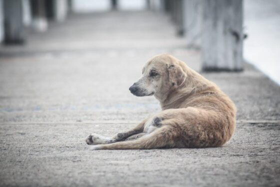 animais abandonados.jpeg