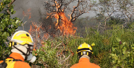 INCENDIO PANTANAL.jpg