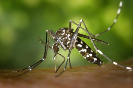 dengue.jpg