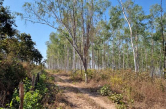 terreno ceramica dom bosco.png