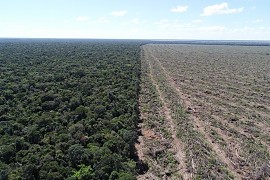 Infrator é condenado a pagar R$ 101 mil por desmate na Floresta Amazônica