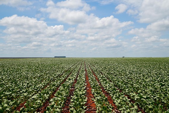 Governo de MT prorroga diferimento do ICMS para fertilizantes 