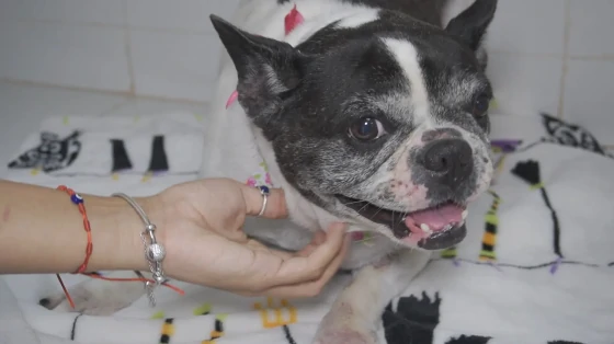 animais domesticos cachorros.webp