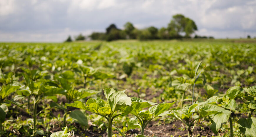 TJ limita proteção sobre fazendas de terceiros usadas por grupo 
