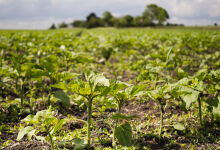 TJ limita proteção sobre<strong>&nbsp;</strong>fazendas&nbsp;de terceiros usadas por grupo